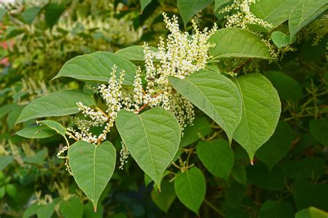 japanese femd|Japanese Knotweed .